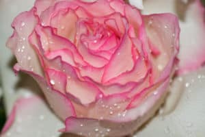 Rose-Macro Photo