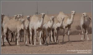 Racing Camels at Mutla