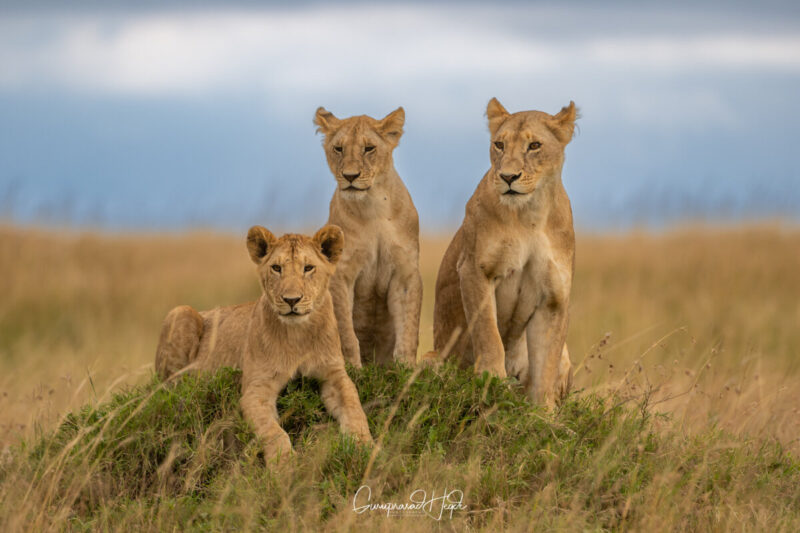 Three Sub-Adult Lions